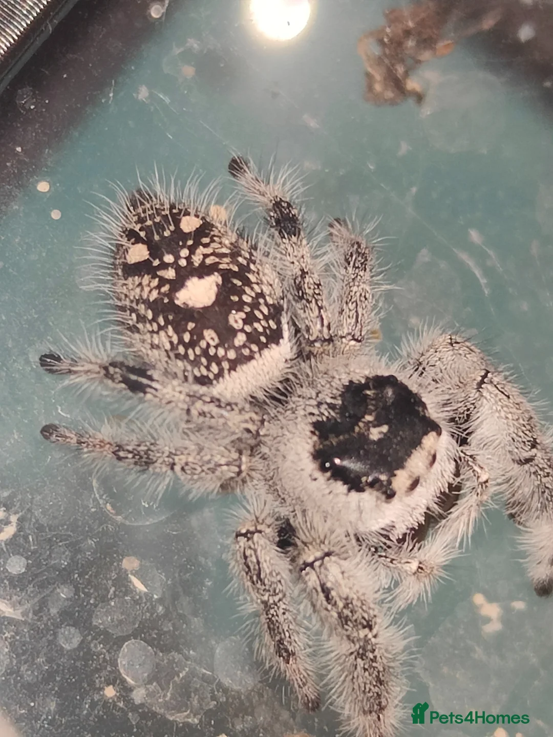 Spiders invertebrates for sale: Jumping spiders/Phidippus regius Apalachicolla/ - Advert 2
