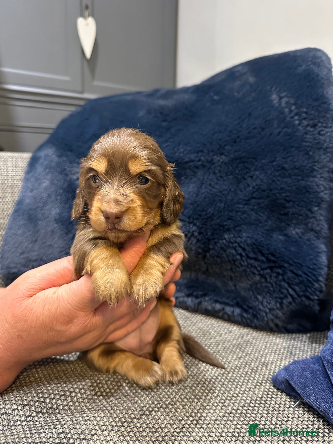 Dachshund dogs for sale: Longhaired miniature daschunds for sale - Image 8