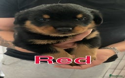 Rottweiler dogs for sale: Big Chunky litter of 7 Rottweilers  - Image 8