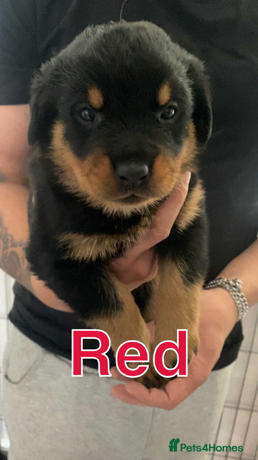 Rottweiler dogs for sale: Big Chunky litter of 7 Rottweilers  - Image 8