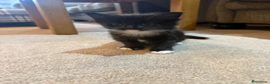 Kitten 1 