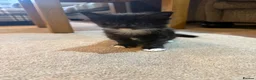 Maine Coon cats for sale: Stunning Maine Coon Cross Kittens – Ready Soon 🐾  - Advert 4