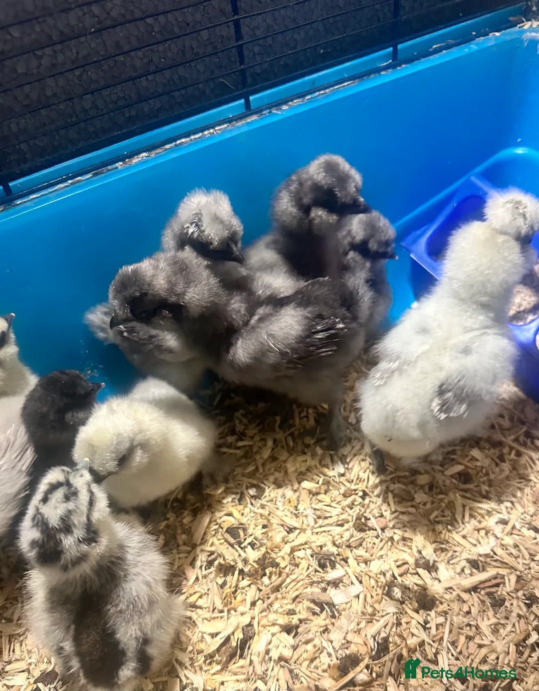 Chickens poultry for sale: Silkie chicks - Advert 5
