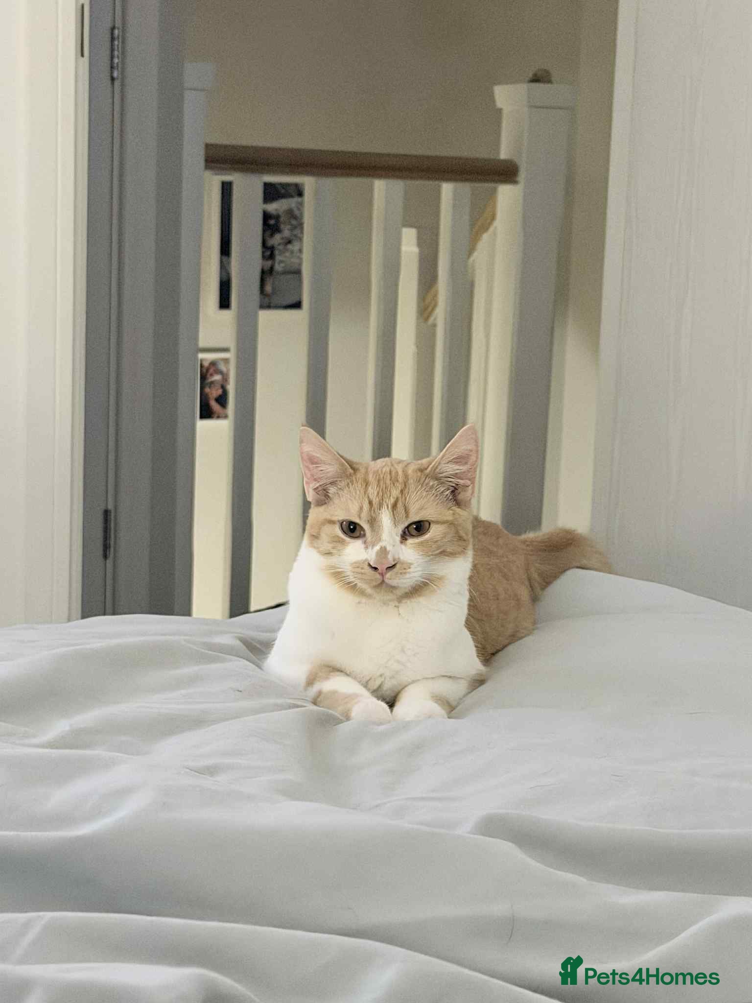 Mixed Breed cats X2 6 month old kittens - Advert 23