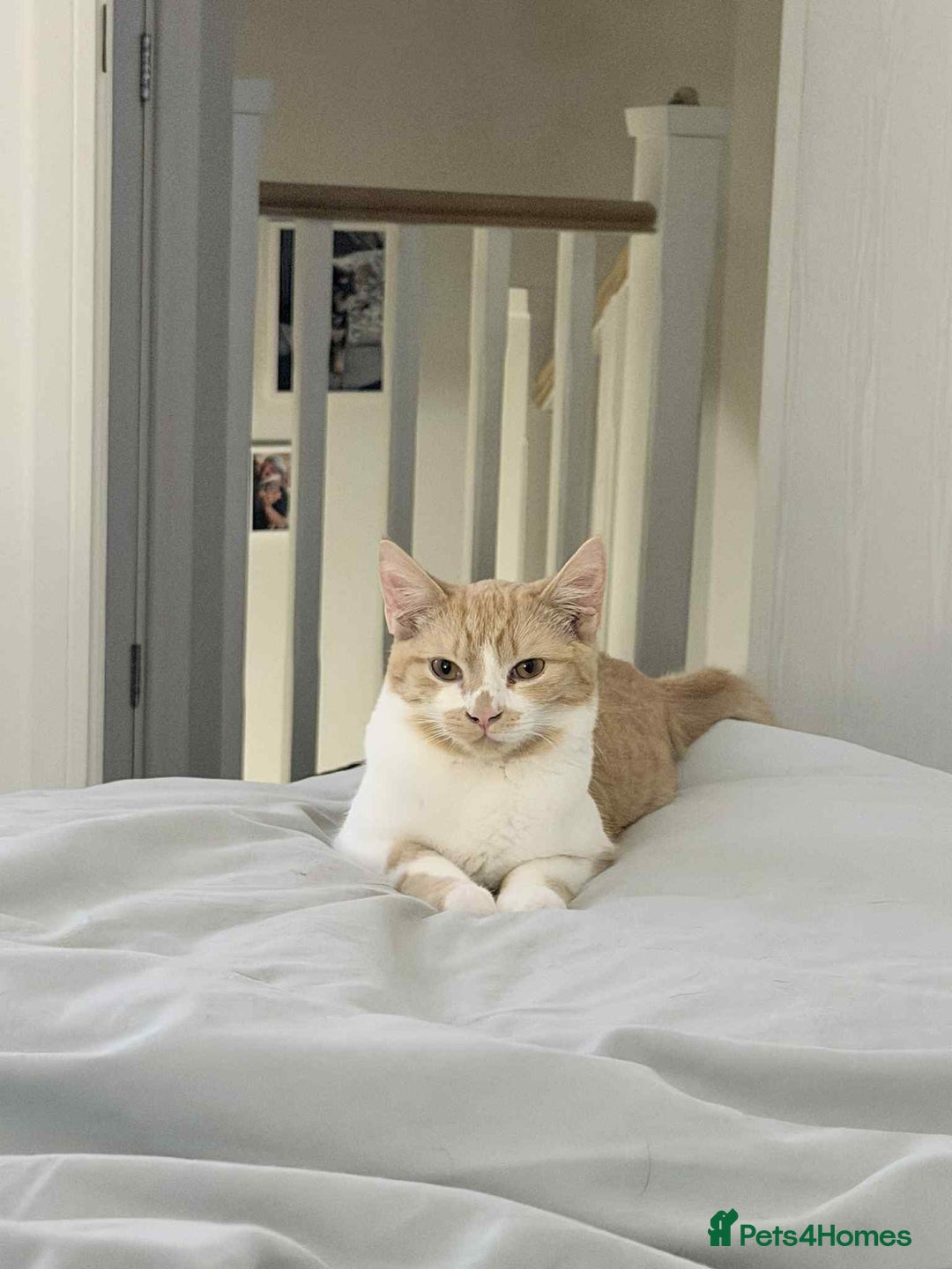 Mixed Breed cats for sale: X2 6 month old kittens - Advert 2