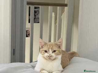 Mixed Breed cats X2 6 month old kittens - Advert 23