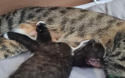 Mixed Breed cats for sale: 2 Beautiful little Boy kittens tabby & black white - Image 17