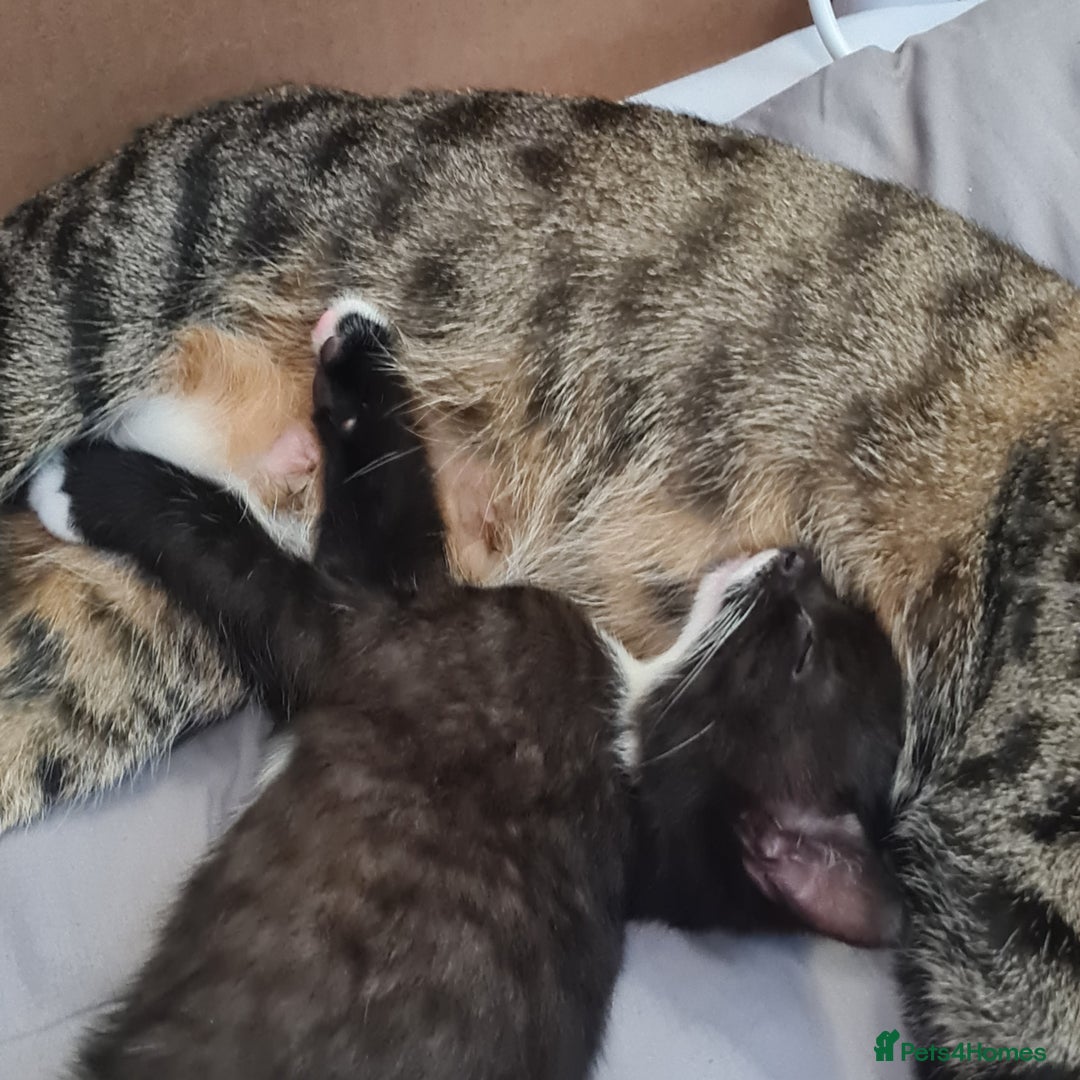 Mixed Breed cats for sale: 2 Beautiful little Boy kittens tabby & black white - Image 17