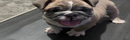 English Bulldog dogs for sale: Male miniature bulldog puppy - Advert 2