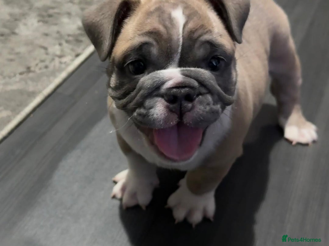 English Bulldog dogs for sale: Male miniature bulldog puppy - Advert 2