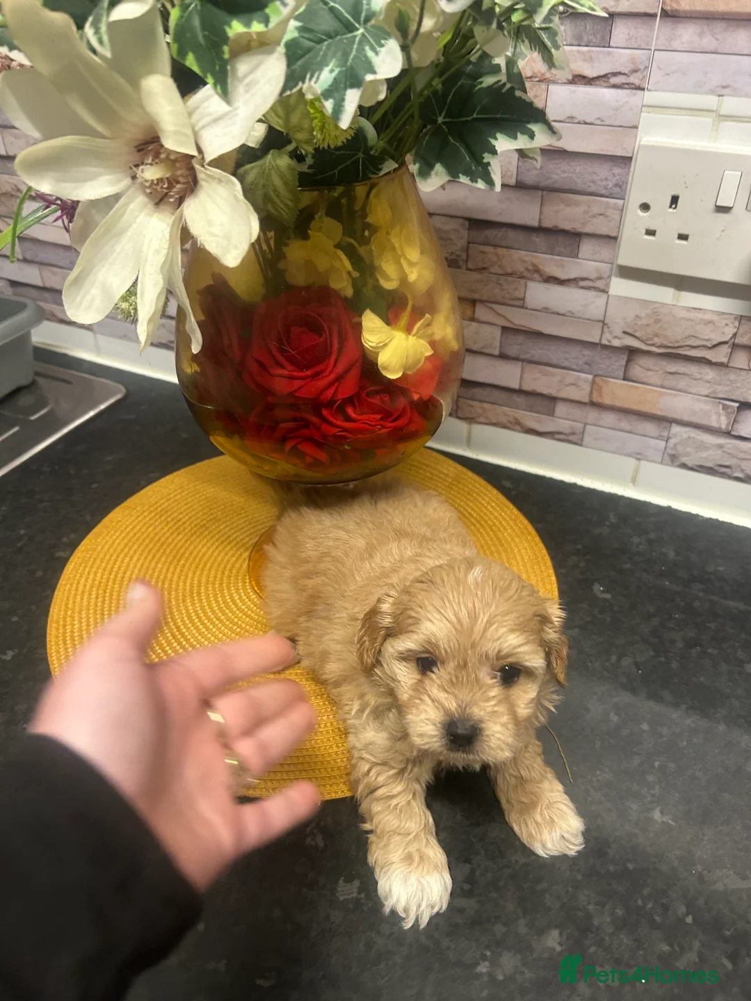 Maltipoo dogs for sale: Multipoo - Advert 8