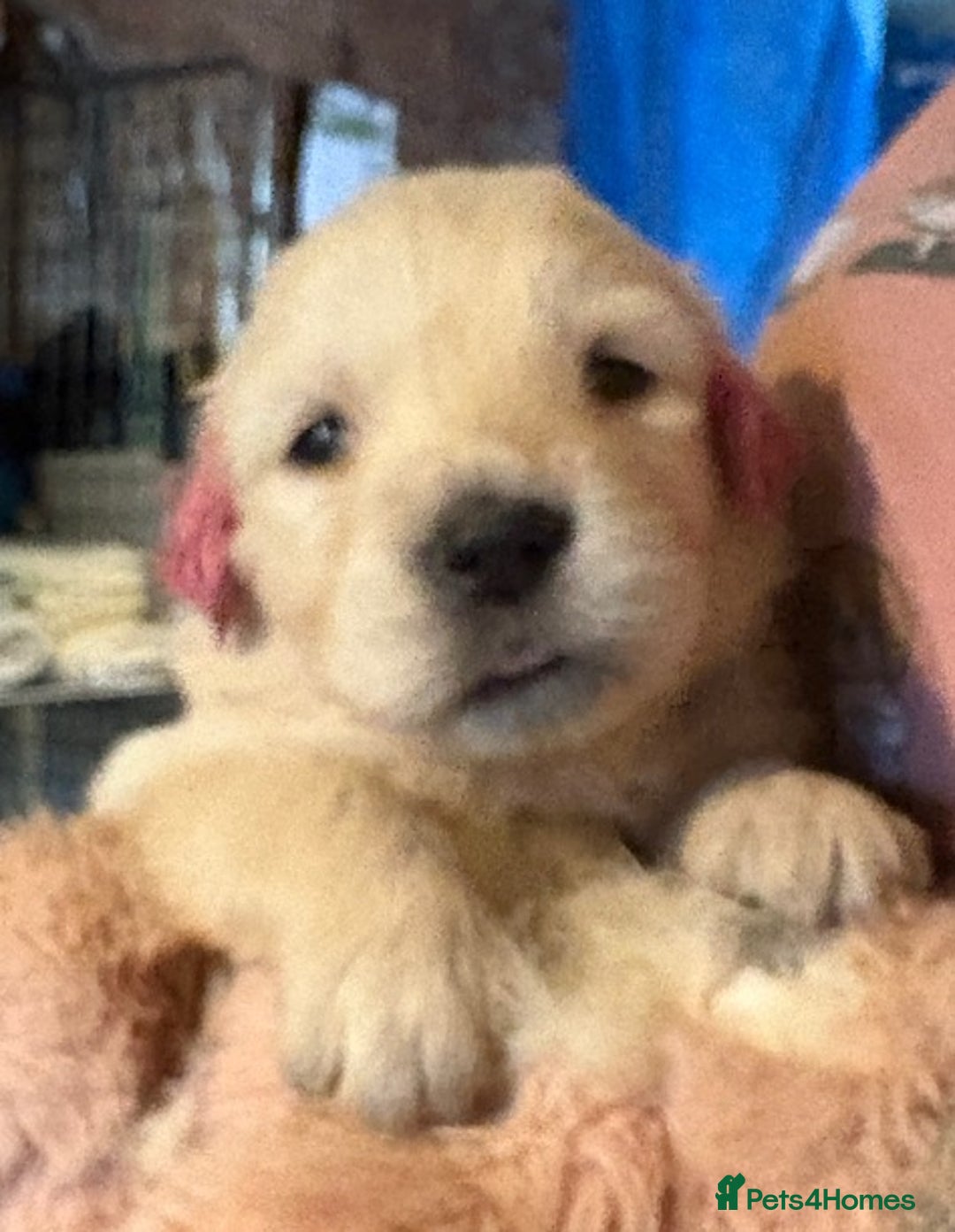Golden Retriever dogs for sale: Gorgeous KC Registered Goldies. 5 Star Reg.Breeder - Advert 31