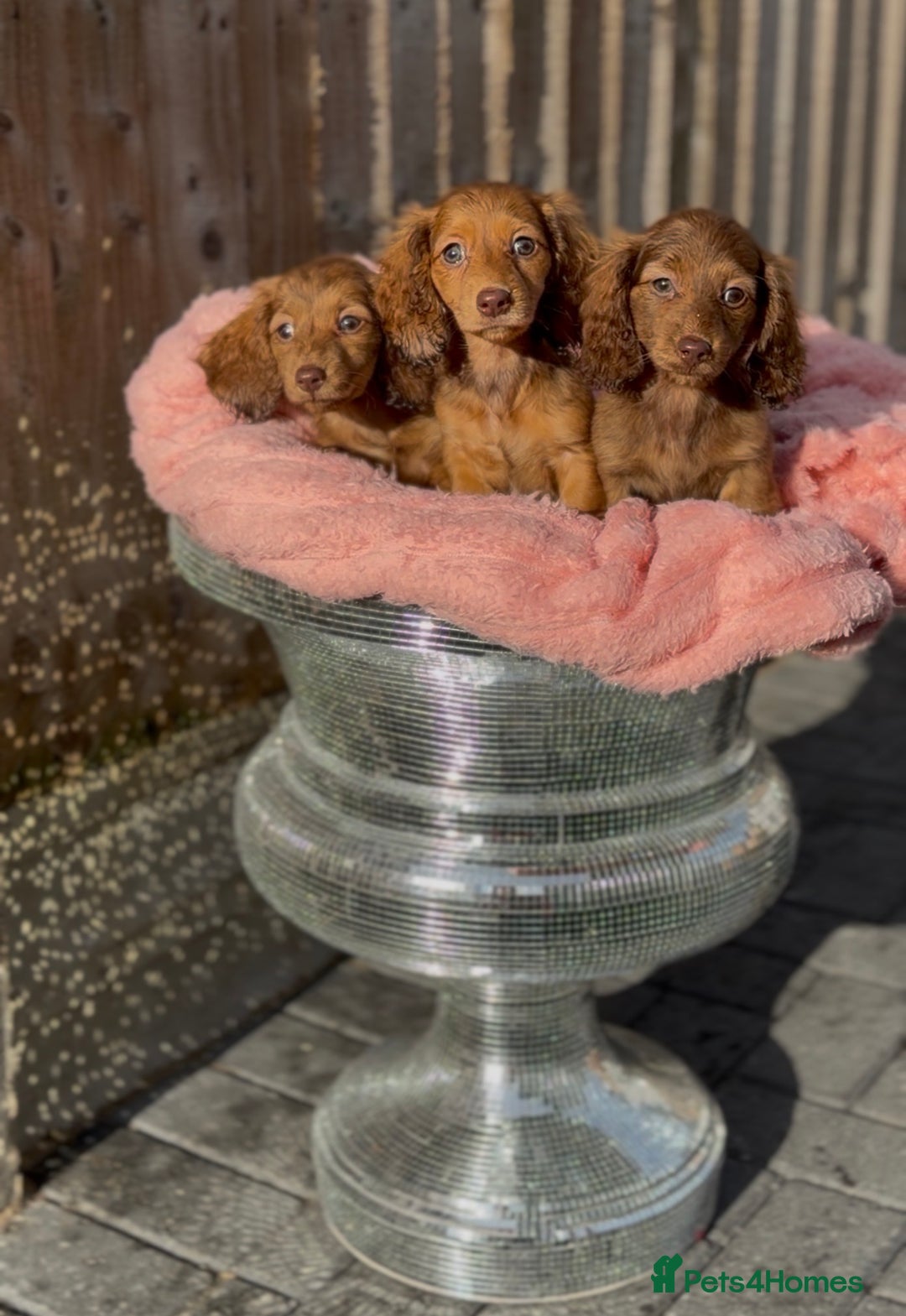 Miniature Dachshund dogs for sale: Kc long hair mini dachshunds  - Advert 3
