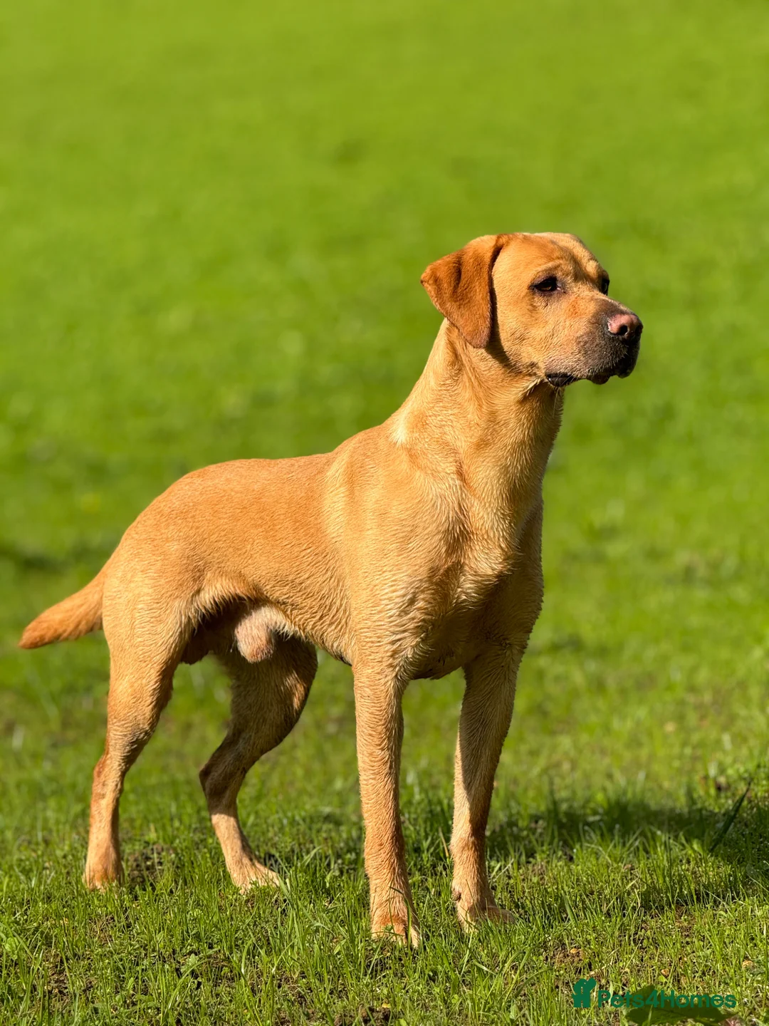 Labrador Retriever dogs for stud: Stud dog in Yeovil - Advert 1