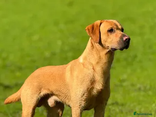 Labrador Retriever dogs Stud dog - Advert 5