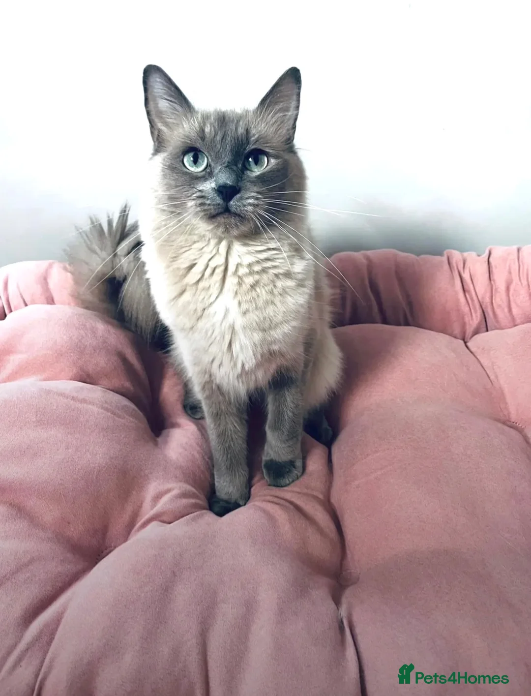 Ragdoll cats for sale: Female Ragdoll Cat  in Bolton - Advert 8