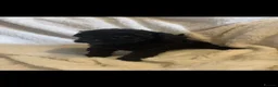 Miniature Poodle dogs for sale: Beautiful miniature poodle puppies  in Bishop Auckland - Advert 14