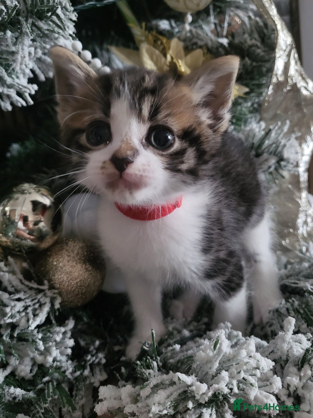 Mixed Breed cats for sale: 5 beautiful kittens - Advert 4