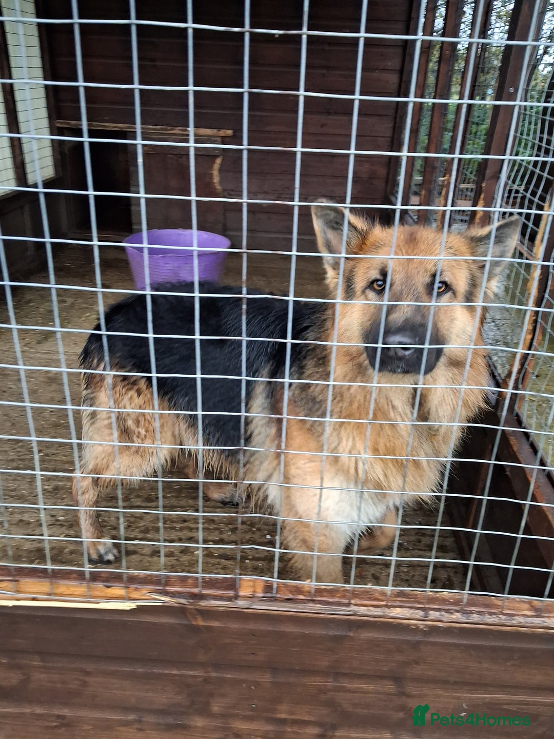 German Shepherd dogs for sale: Super litter of fully registered gsd pups - Advert 4