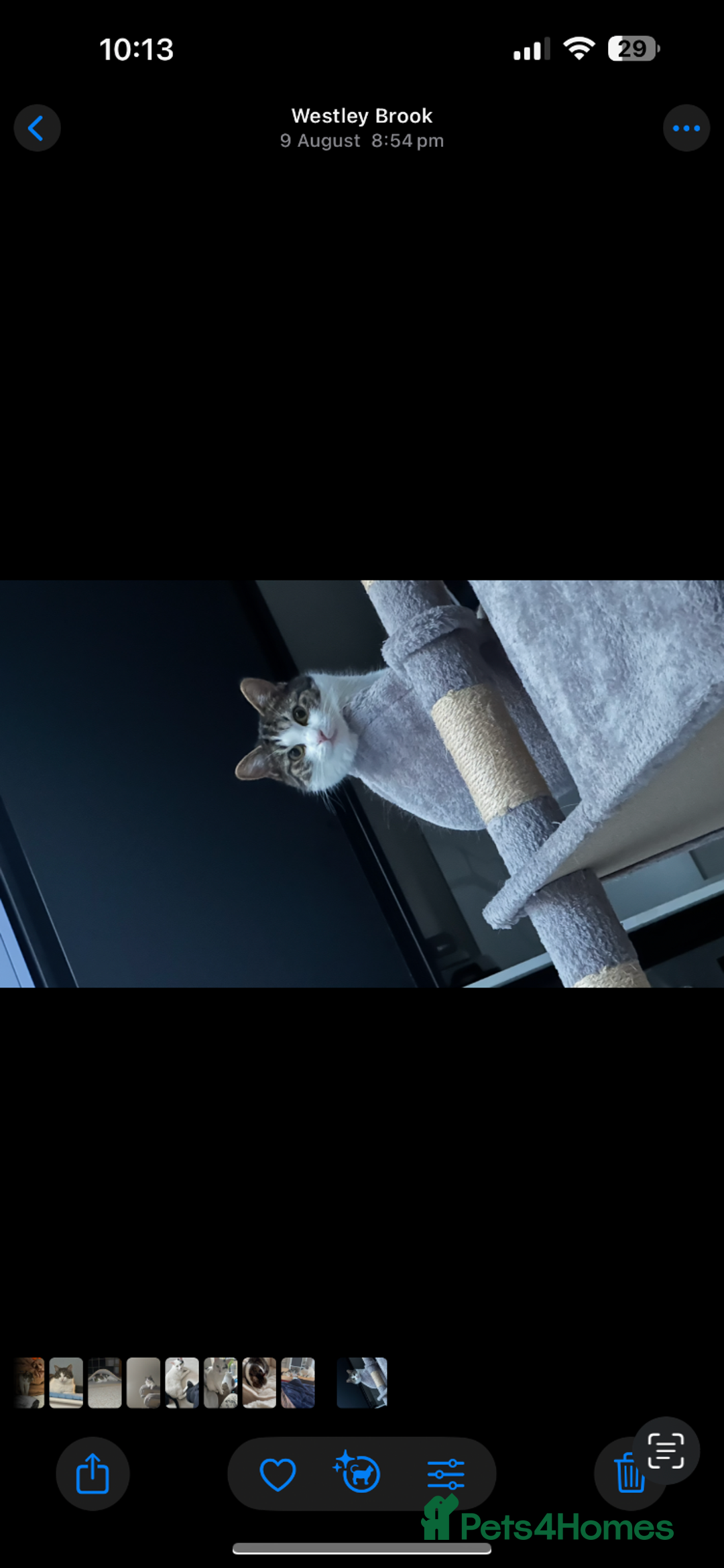 Mixed Breed cats for sale: FREE Gentle giant for sale - Image 1