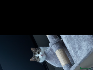 Mixed Breed cats - Advert 18