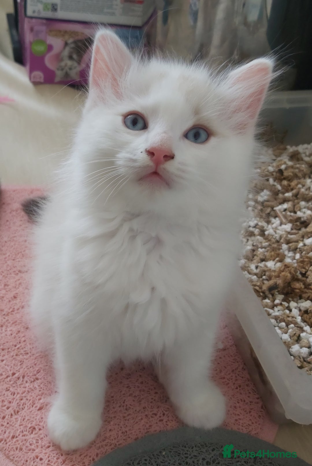 Ragdoll cats for sale: RAGDOLLS BOYS BLUE EYES VACCINATED MICROCHIPED  - Image 31