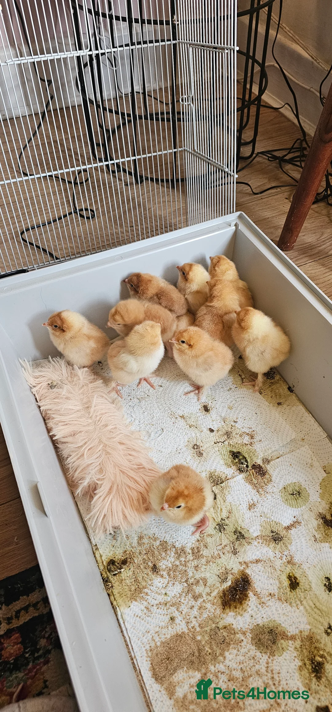 Chickens poultry for sale: Hybrid chicks for sale in Coventry - Advert 2