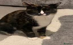 British Shorthair cats for sale: Ready now British short haired & bengal kittens x4 - Image 1