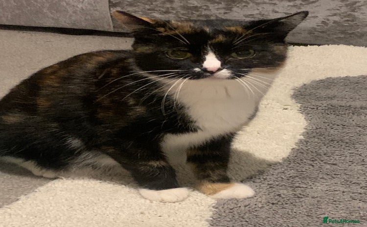 British Shorthair cats - Advert 16