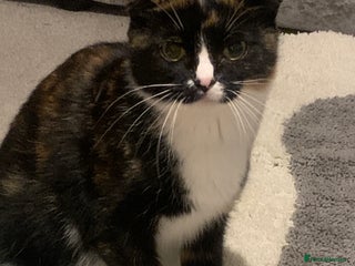 British Shorthair cats - Advert 1