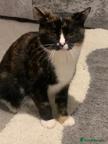 British Shorthair cats - Advert 1