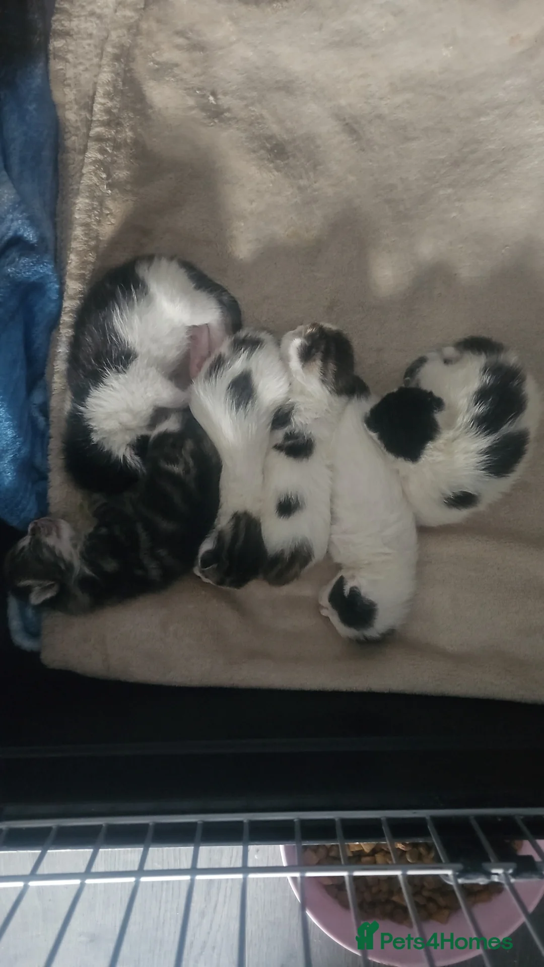 Domestic Shorthair cats for sale: 6 baby kitten looking for forever homes. - Advert 6
