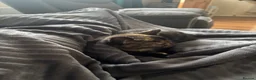 British Shorthair cats for sale: 5 Month Kitten - Advert 10