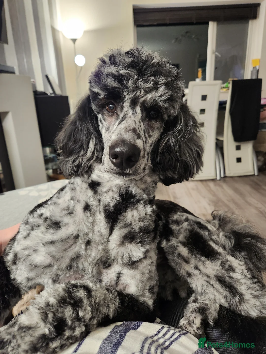 Mixed Breed dogs for sale: ☀️🌙Waiting list open🌙☀️ - Advert 2