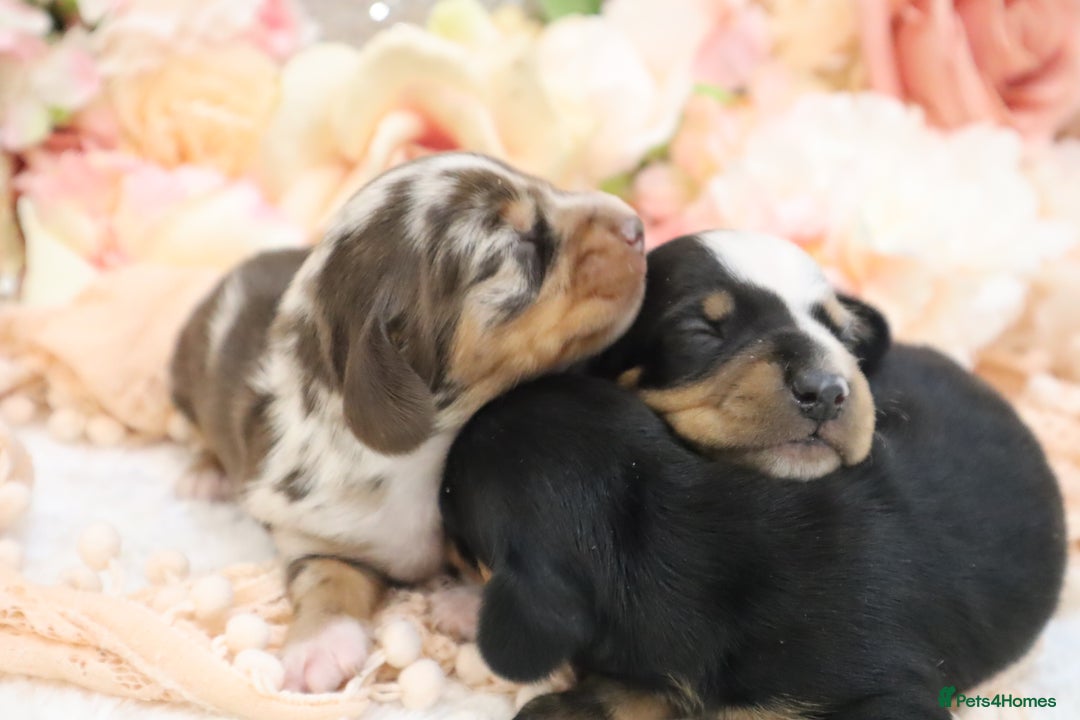 Miniature Dachshund dogs for sale: KC Miniature Dachshund Puppies - Image 19