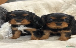 Cavalier King Charles Spaniel dogs for sale: Health tested cavalier King Charles spaniel pups  - Image 6