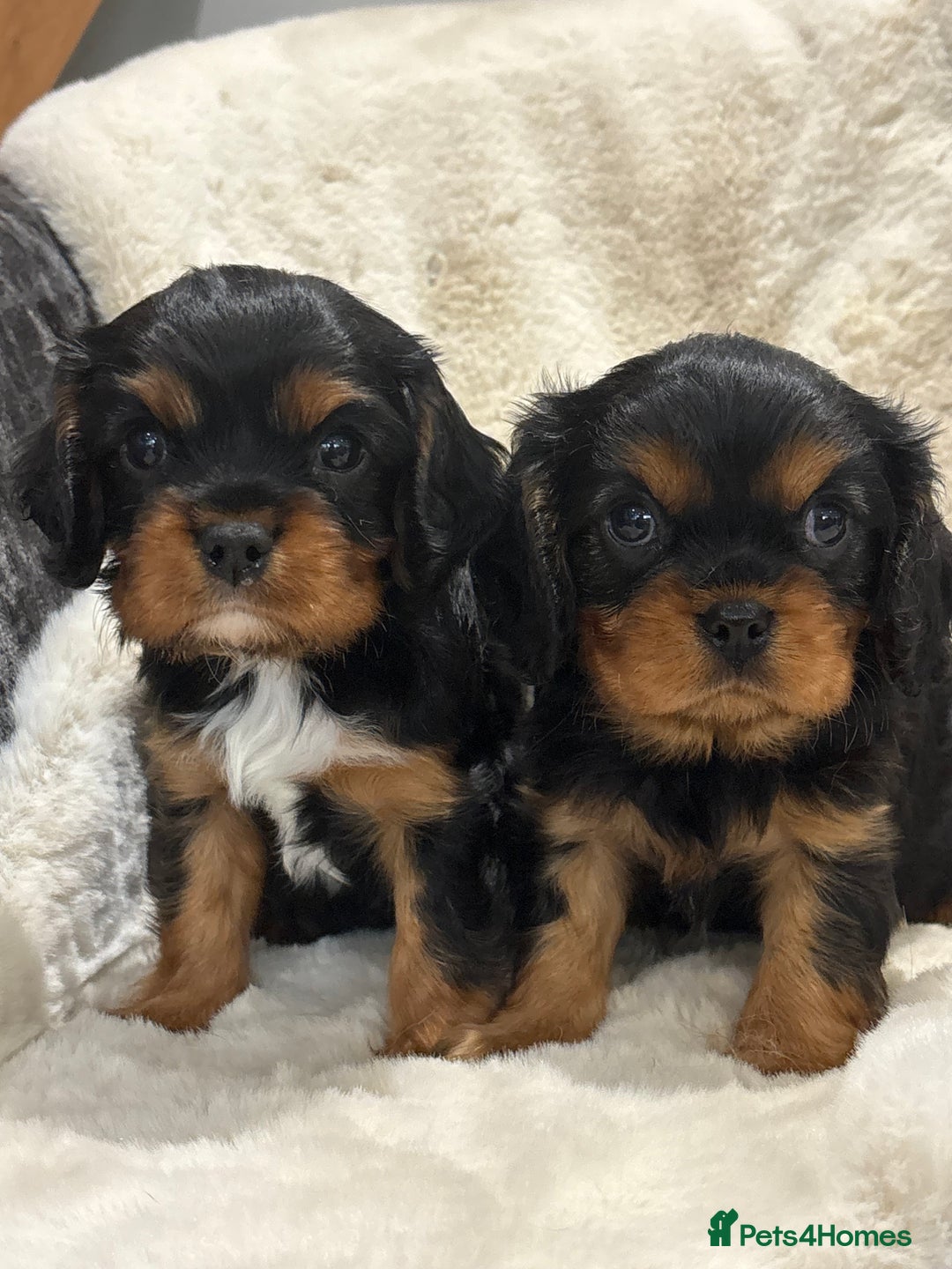 Cavalier King Charles Spaniel dogs for sale: Health tested cavalier King Charles spaniel pups  - Image 6