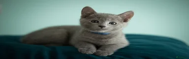 Russian Blue Kitten 1
