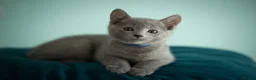 Russian Blue cats for sale: TICA Reg Boutique Russian Blue Kittens  - Advert 3