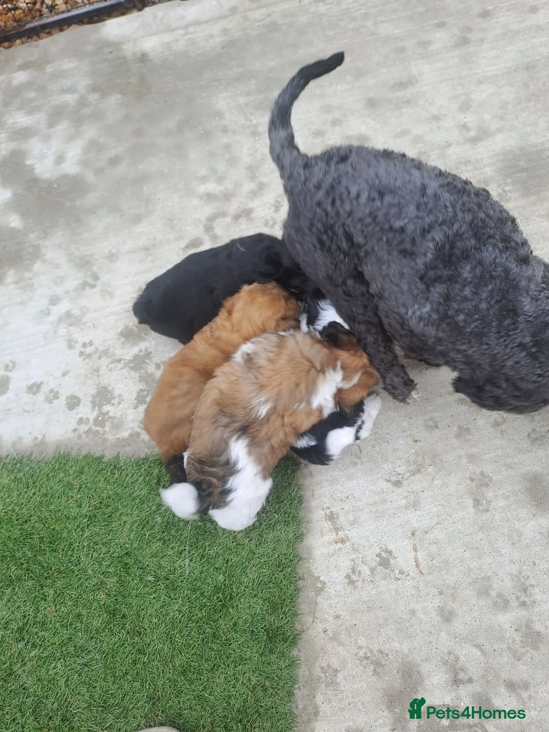 Lhasa Apso dogs for sale: Lhasa Apso Puppies  - Advert 2