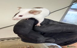 Mouse rodents for sale: Quality baby fancy mice ready for there new homes  - Image 1
