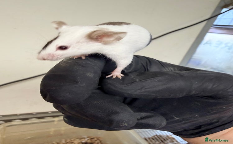 Mouse rodents - Advert 1