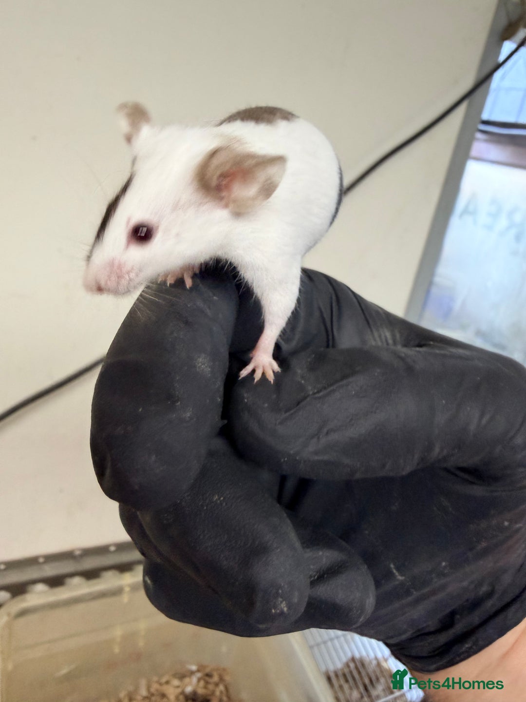 Mouse rodents for sale: Quality baby fancy mice ready for there new homes  - Image 1