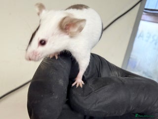 Mouse rodents - Advert 2