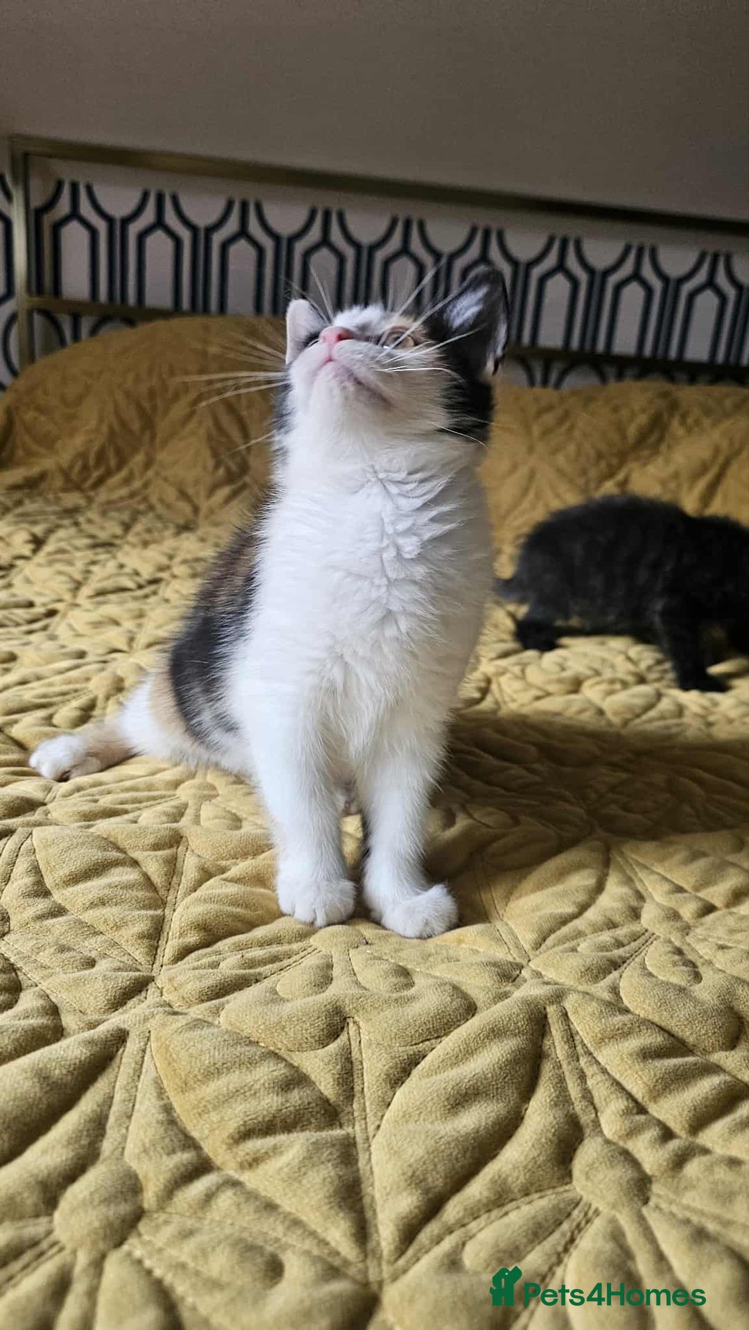 British Shorthair cats for sale: PURE BSH KITTENS READY NOW! - Image 22