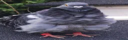 Pigeons birds for sale: Pigeons [Semi Hand-Raised] - Fancy & Racing Breeds - Advert 29