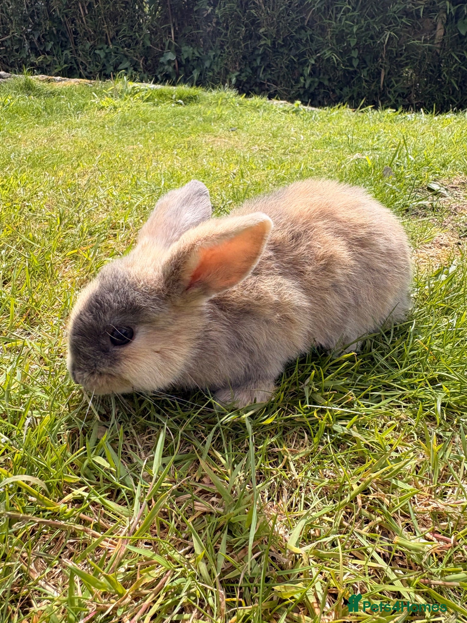 Mini Lop rabbits ⭐️ READY ⭐️ Beautiful mini lops - Advert 1