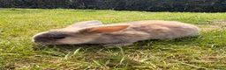 Mini Lop rabbits for sale: ⭐️ READY ⭐️ Beautiful mini lops - Advert 1