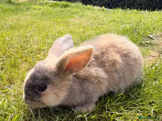 Mini Lop rabbits ⭐️ READY ⭐️ Beautiful mini lops - Advert 18