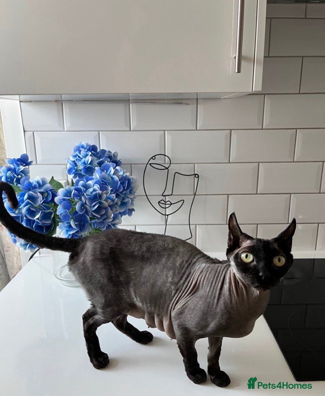 Mixed Breed cats for sale: Adorable Spyhnx X BSH Male Kitten Ready To Leave🏡 - Advert 6